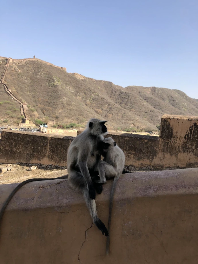 india monkey